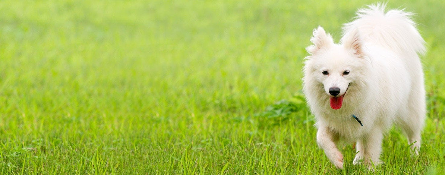 japanese spitz names female